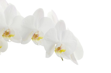 white orchids