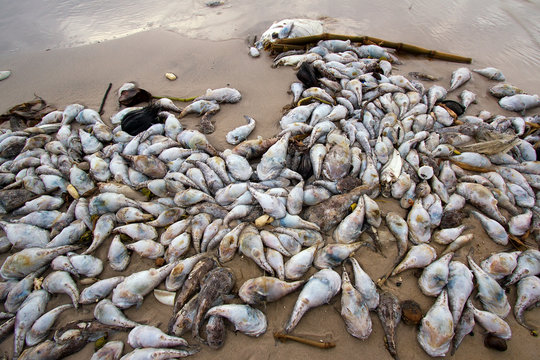 A Lot Of Dead Fish On The Beach