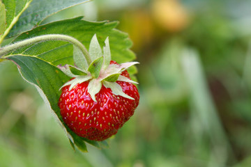 Strawberry in the garden - macro close-up