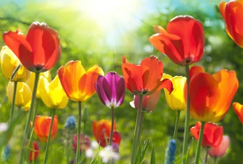 Poster de jardin Tulipe Tulipes de printemps