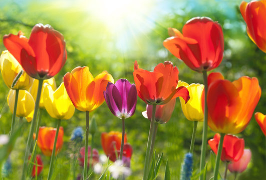 Spring tulips