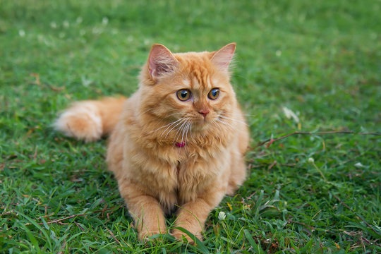 persian cat on the green field