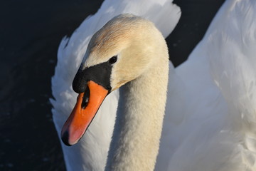 Obraz premium Schwanen-Portrait