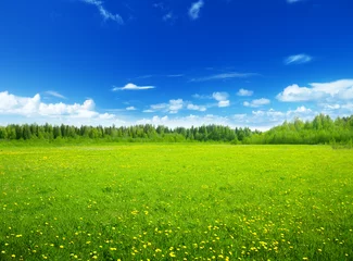Foto op Canvas veld van lentebloemen en perfecte lucht © Iakov Kalinin