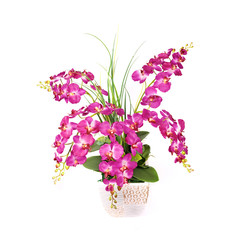 Pink orchid isolated on a white background