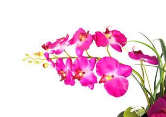 Obraz na płótnie Canvas Pink orchid isolated on a white background