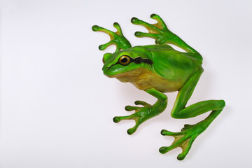Toy green frog standing on glass