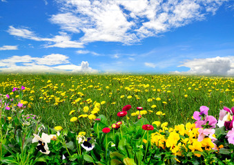 Obrazy na Plexi  Krajobraz łąka niebo wiosenne kwiaty