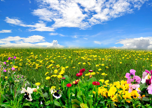 Landschaft Wiese Himmel Fr&uuml;hling Blumen