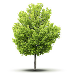 un arbre sur fond blanc avec ombre