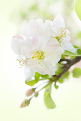 Apple blossom