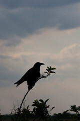 Oiseau sur une branche dans les Everglades