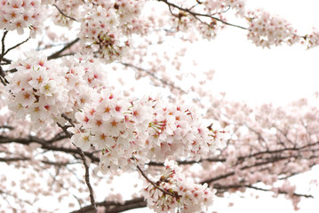 Cherry blossom branches in full blossom.