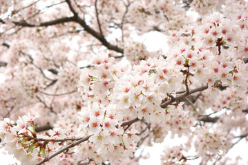 Cherry blossoms in full bloom.