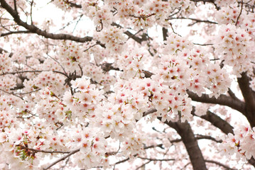 Cherry trees in full bloom.