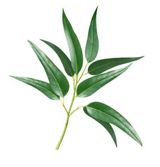 Eukalyptus © Xavier