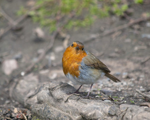 Robin