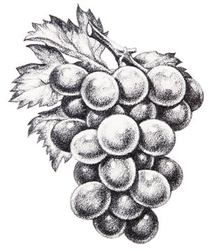 Trauben