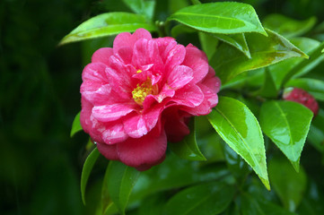 Obraz premium 雨の日の椿