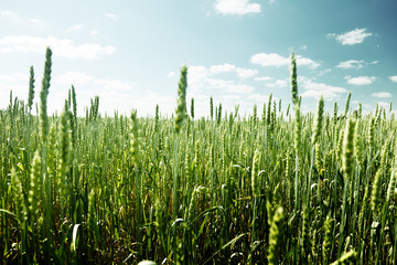 field of rye and sunny day