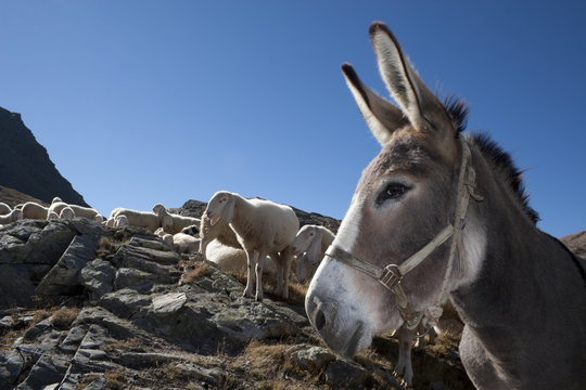 Donkey with sheep in summer mountain