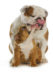 bulldog father and son