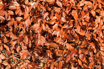 brown leaves texture  for background use