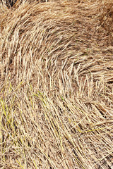 Straw texture background, closeup