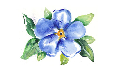 Obraz premium Watercolor -Forget-me-not-