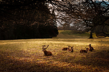 Herd of red deer