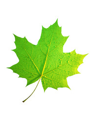 Green maple