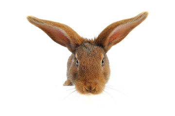 Brown Rabbit