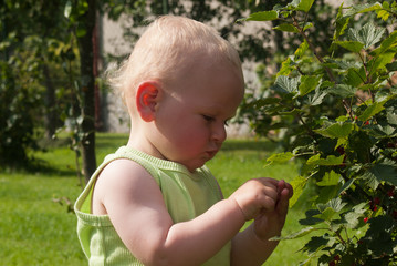 Tasty Berries