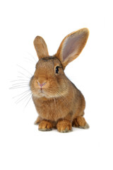Brown Rabbit