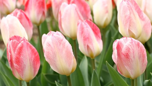 Tulips (Tulipa fosteriana "Flaming Purissima") in light wind