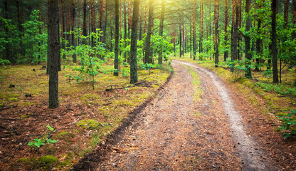 Pine forest