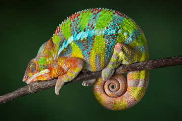 Sleeping Chameleon