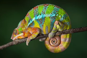 Wall murals Chameleon Sleeping Chameleon
