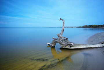Fototapeta premium Snag in water