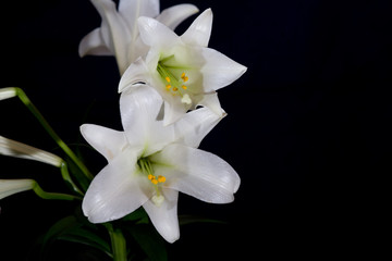 Easter Lily