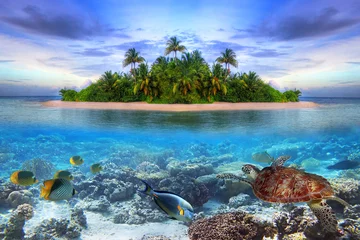 Crédence de cuisine en verre imprimé Île Vie marine à l& 39 île tropicale des Maldives
