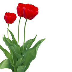 Three red tulips