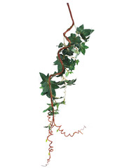 Branch of ivy on a white background