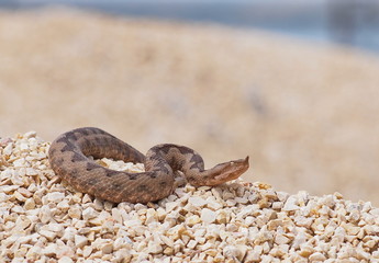 horned viper,  vipera ammodytes
