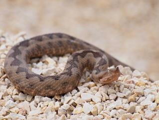 horned viper,  vipera ammodytes