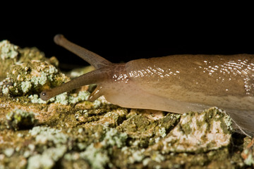 Yellow Slug on the coarse bark of a tree