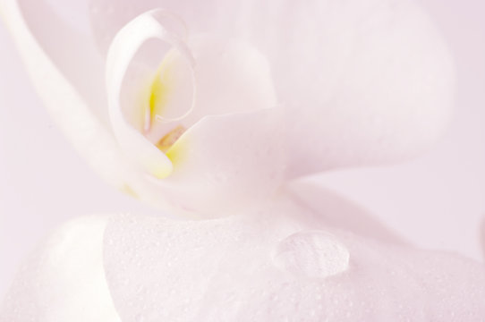 Fototapeta Orchid close-up