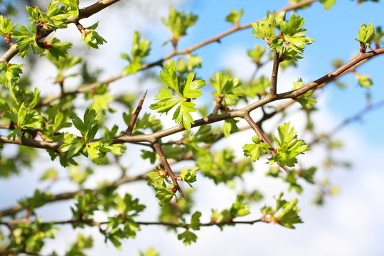 Springtime leaves close up
