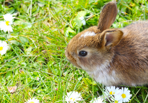 Häschen Bilder – Durchsuchen 10,332 Archivfotos, Vektorgrafiken und