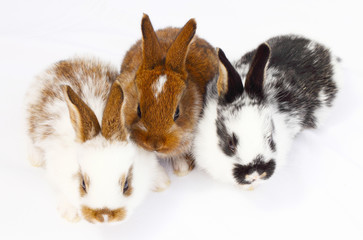 Drei Kaninchenjunge © fotoknips